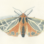 Aquarelleren met Aly Grelling